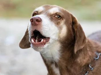 8 Things to Do When a Neighbor’s Dog Won’t Stop Barking
