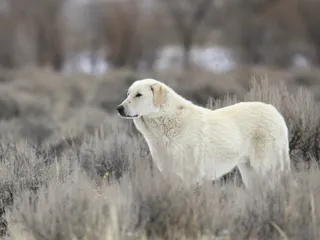 Kuvasz Dog: Breed Info, Pictures, Facts, & Traits
