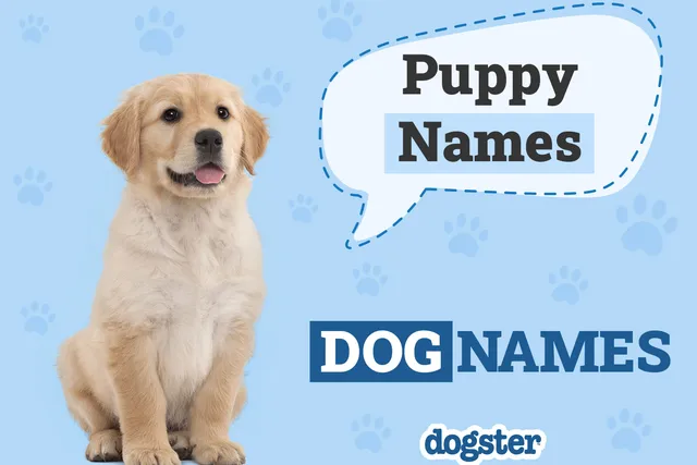 150+ Puppy Names: Cute and Popular Ideas