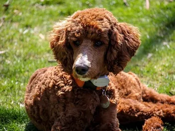 How Much Does It Cost to Own a Poodle in 2026? Complete Pricing Guide