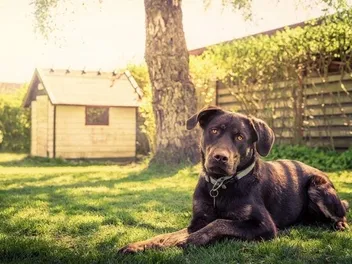 7 Best Dog Houses in 2026 - Reviews & Top Picks