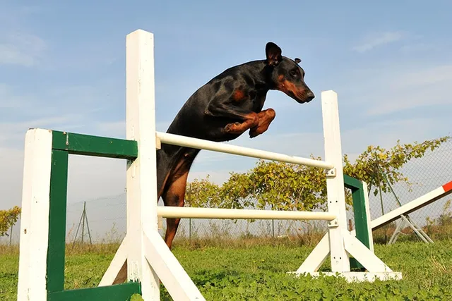 10 Tips on How to Train a Doberman: Vet-Reviewed Methods