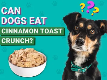 Can Dogs Eat Cinnamon Toast Crunch? Vet-Verified Nutrition Facts & FAQ