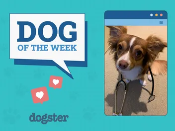 Dogster Photo Contest: Dogs of the Week Winners (August 14, 2025)