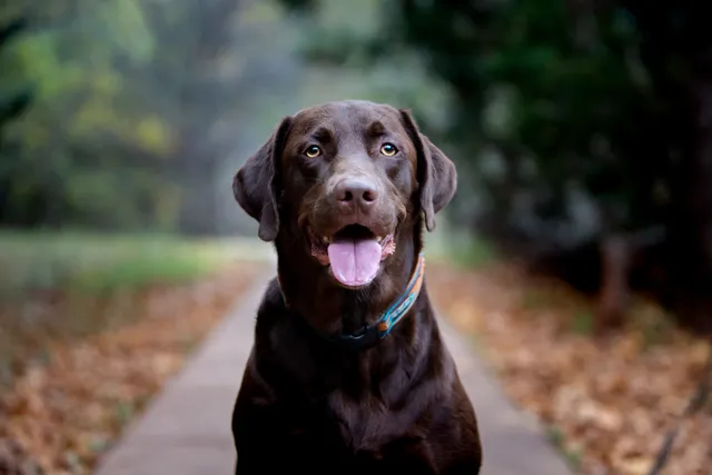 Chocolate Labrador Dog Breed: Info, Pictures, History & Traits