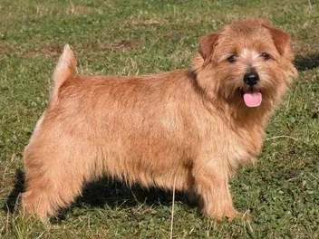 Norfolk Terrier Dog Breed: Info, Pictures, Traits & Care