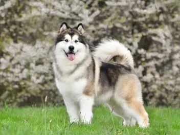 How Much Does It Cost to Own an Alaskan Malamute? 2026 Price Guide