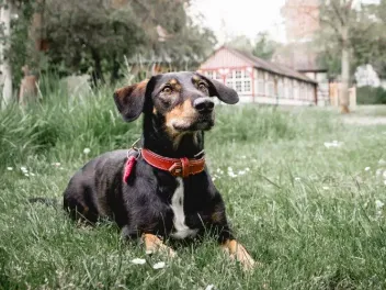 8 Amazing Off-Leash Dog Parks in Germany (2026 Update)