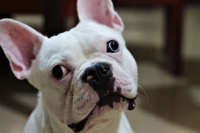 Brachycephalic Syndrome in Dogs: Signs, Causes & Treatment (Vet Answer)