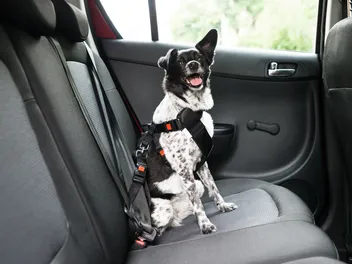 What Are Dog Transportation Services? Types, Uses, Pros & Cons