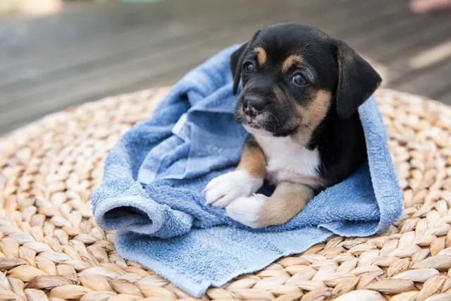 When Can You Give a Puppy A Bath? Vet-Approved Risks & Cleaning Tips