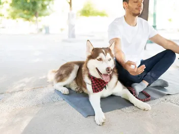 How to Meditate With Dogs— 9 Simple Tips