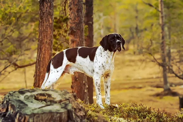 English Pointer Dog Breed: Info, Pictures, Traits & Care