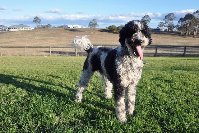 Giant Schnoodle Dog Breed: Info, Pictures, Care Guide & More