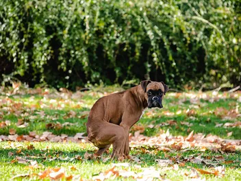 Do Dogs Poop Facing North? Vet-Verified Facts & FAQ