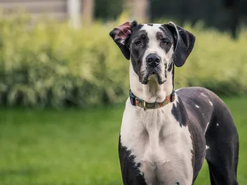 What Size Crate Does a Great Dane Need? Keep Your Dog Comfortable