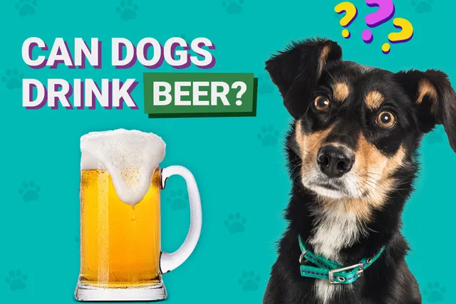 Can Dogs Drink Beer? Vet-Reviewed Health & Safety Considerations