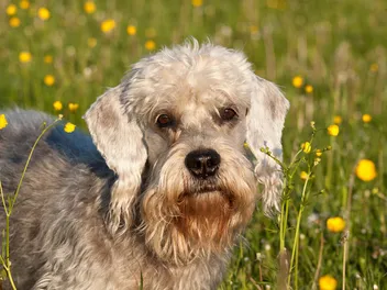 Dandie Dinmont Terrier Dog Breed: Info, Pictures, Care & More