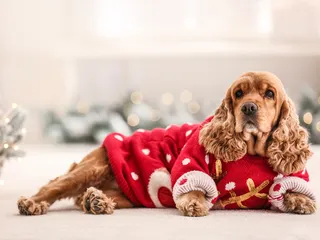 10 Vet-Reviewed Christmas Holiday Safety Tips for Dogs (2026 Guide)