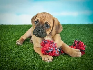 Beabull (Beagle & English Bulldog Mix): Info, Pictures & Care