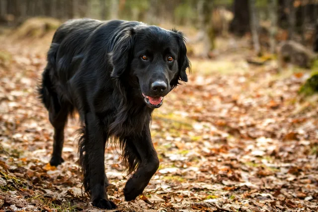 Do Dogs Fake Injuries? Vet-Reviewed Signs & How to Stop This Behavior