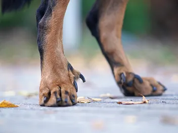 Should I Remove My Dog's Dewclaws? Vet-Reviewed Health Considerations