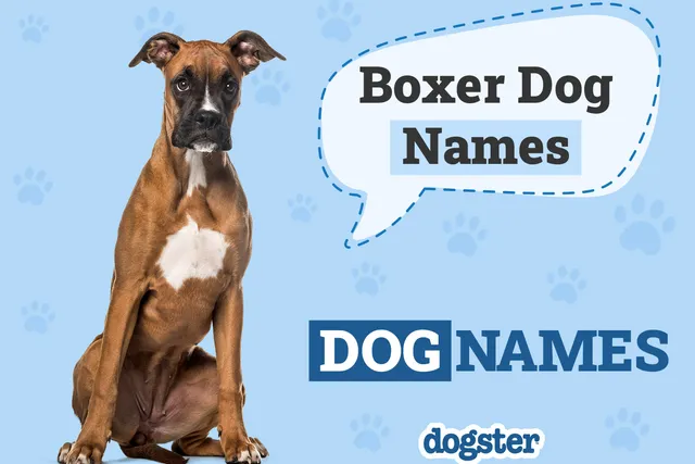 150+ Boxer Dog Names: Unique & Popular Ideas