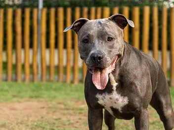 When Does a Pitbull Stop Growing? Facts & FAQ