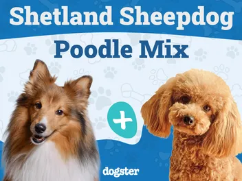 Sheltidoodle Dog Breed: Info, Pictures, Care & Traits