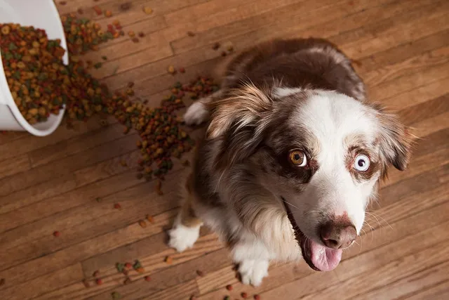 Why Does My Dog Play With Their Food? 4 Reasons & What to Do