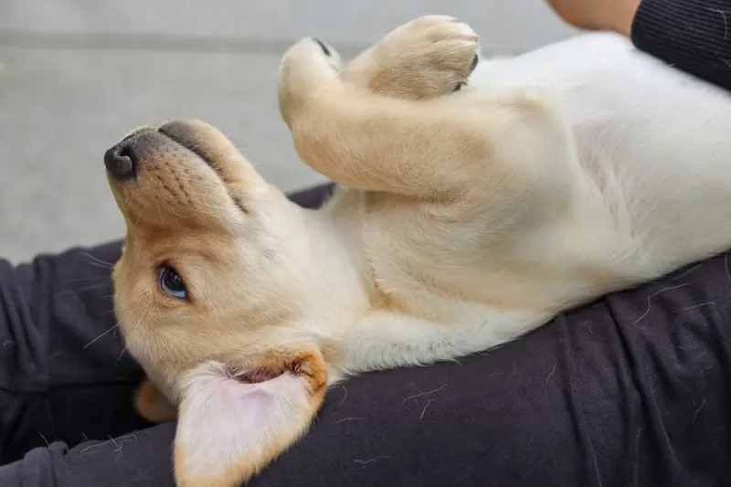 puppy lying on its back on owner's lap with front paws crossed
