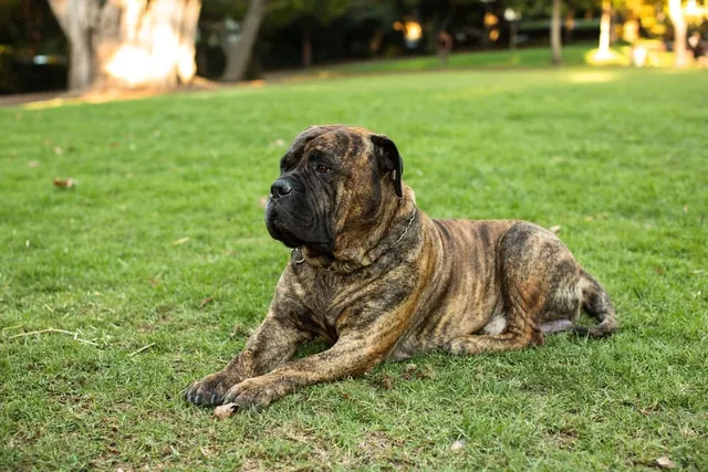 9 Common Bullmastiff Colors and Patterns (With Pictures)