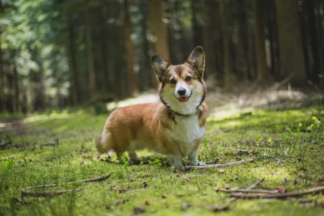 Sable Corgi: Info, Pictures, Origin & History