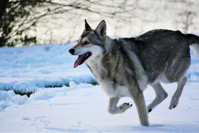 6 Wolf-Dog Hybrid Breeds (with Info & Pictures)