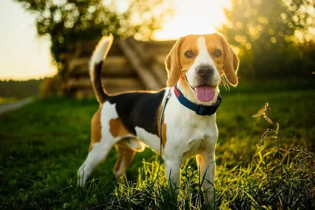 How Fast Can a Beagle Run? Vet-Reviewed Breed Facts