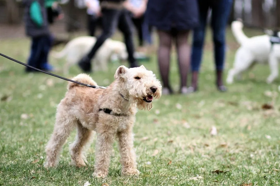 Fawn Lakeland Terrier