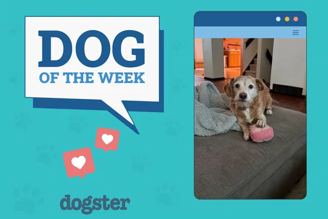 Dogster Photo Contest: Dogs of the Week Winners (July, 17 2025)