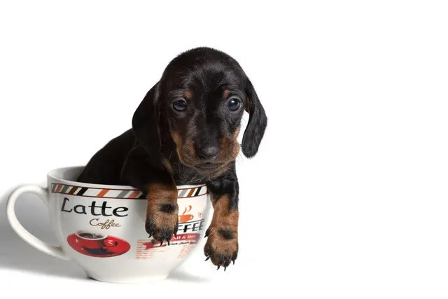 Teacup Dachshund: Do They Exist? Vet-Verified Facts & FAQ