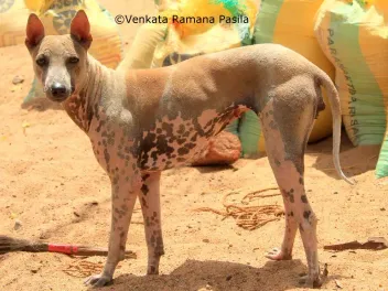 Jonangi Dog Breed: Info, Pictures, Care Guide & More