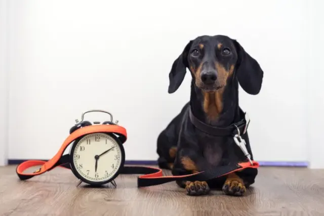 Do Dogs Have a Sense of Time? Vet-Verified Facts & FAQ