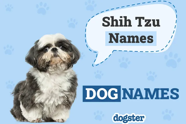 275 Popular & Unique Shih Tzu Names