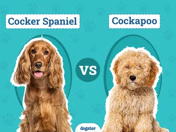 Cocker Spaniel vs Cockapoo: Key Differences (With Pictures)