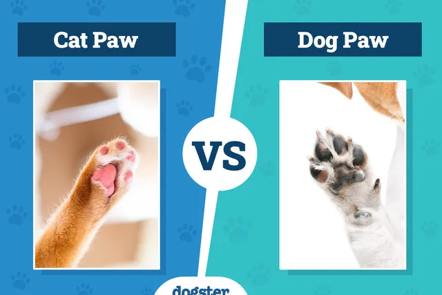 Cat Paw vs Dog Paw: Vet Reviewed Differences Explained