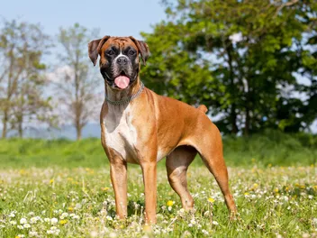 12 Most Reactive Dog Breeds: Vet-Verified Info, Pictures & Safety Tips