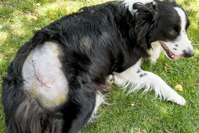 How to Check & Care For Pet Stitches After Surgery: Our Vet Explains Stages of Healing