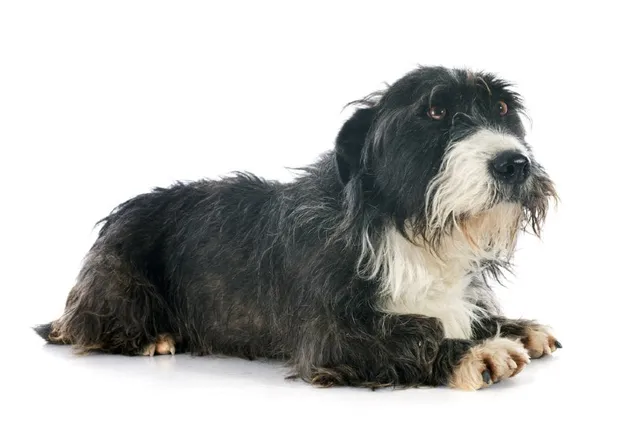 8 Brussels Griffon Mixes (With Pictures)