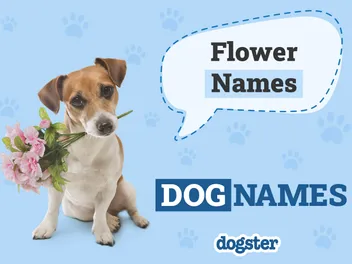 130+ Flower Names for Dogs: Beautiful & Unique Names