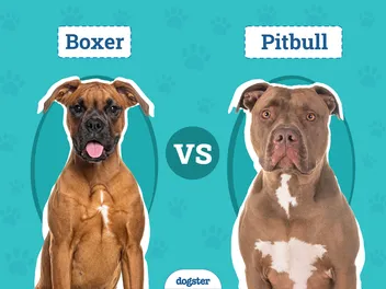 Boxer vs Pitbull: The Differences (With Pictures)