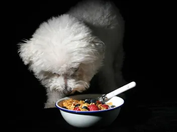 7 Dogs in TV Commercials Who've Pushed Cereal