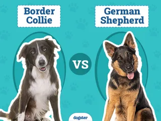 Border Collie vs German Shepherd: Key Differences (With Pictures)